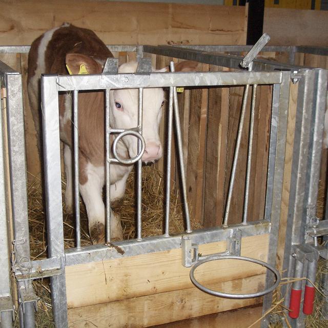 Kälber Einzelbox