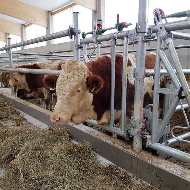 Fressgitter in einem Kuhstall