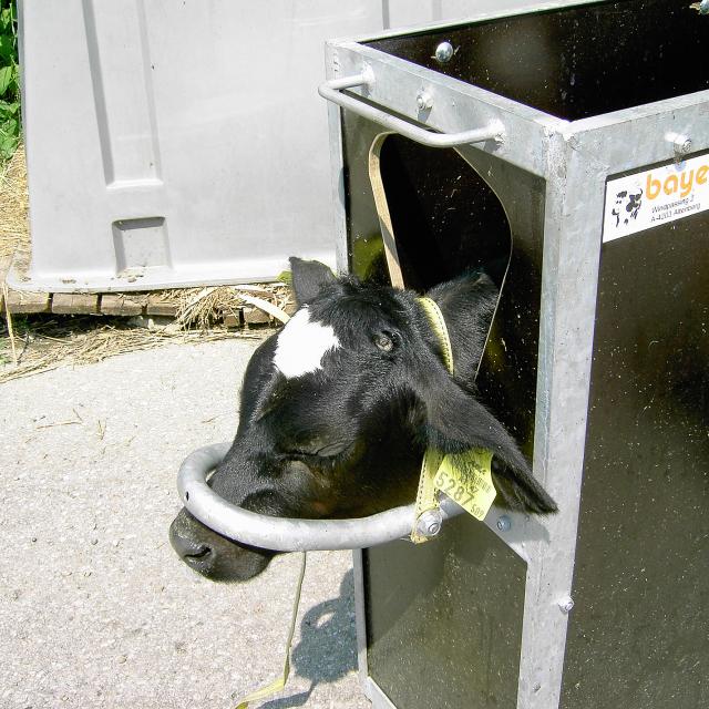 Enthornung