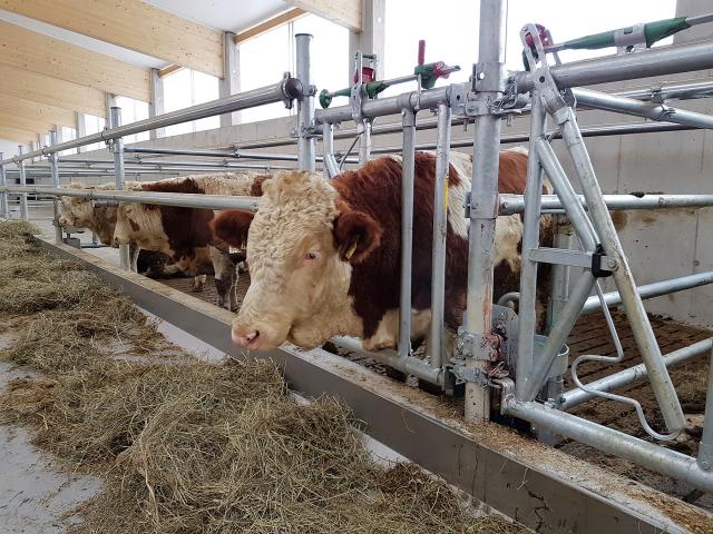 Sicherheits-Fressgitter in einem Kuhstall (Nahaufnahme)