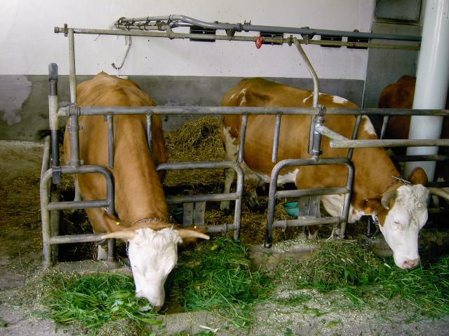 Mittellangstand