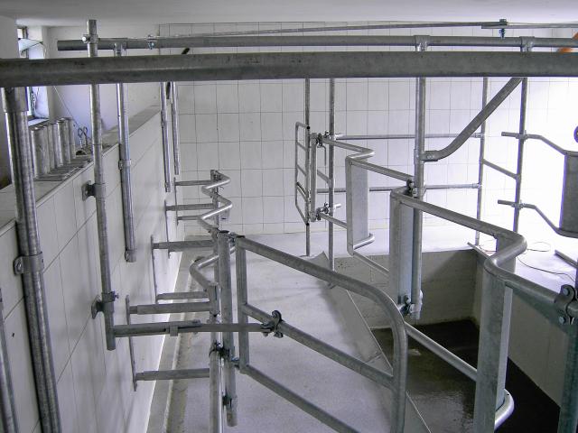 Fischgrätmelkstand